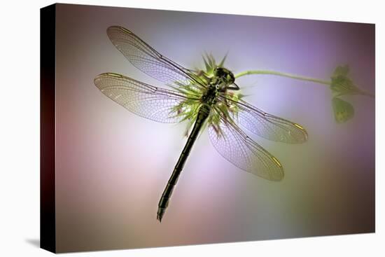 Green Dragonfly-Jimmy Hoffman-Stretched Canvas