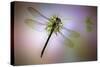 Green Dragonfly-Jimmy Hoffman-Stretched Canvas