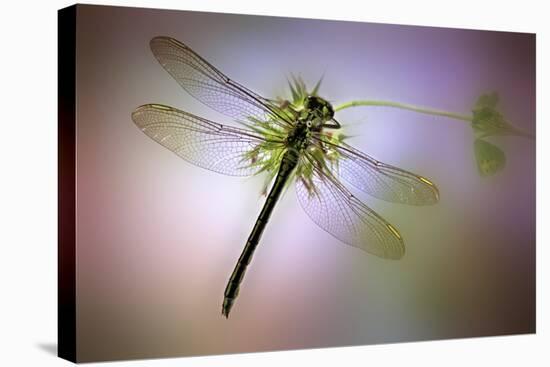 Green Dragonfly-Jimmy Hoffman-Stretched Canvas