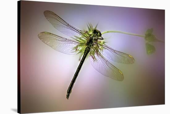 Green Dragonfly-Jimmy Hoffman-Stretched Canvas