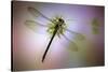 Green Dragonfly-Jimmy Hoffman-Stretched Canvas