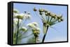 Green Drake Mayfly (Ephemera Danica) Newly Emerged on a Riverside Umbel Flowerhead in May-Nick Upton-Framed Stretched Canvas