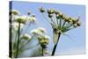 Green Drake Mayfly (Ephemera Danica) Newly Emerged on a Riverside Umbel Flowerhead in May-Nick Upton-Stretched Canvas
