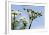 Green Drake Mayfly (Ephemera Danica) Newly Emerged on a Riverside Umbel Flowerhead in May-Nick Upton-Framed Photographic Print