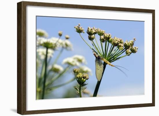 Green Drake Mayfly (Ephemera Danica) Newly Emerged on a Riverside Umbel Flowerhead in May-Nick Upton-Framed Photographic Print