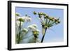 Green Drake Mayfly (Ephemera Danica) Newly Emerged on a Riverside Umbel Flowerhead in May-Nick Upton-Framed Photographic Print