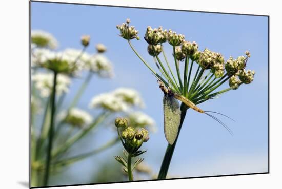 Green Drake Mayfly (Ephemera Danica) Newly Emerged on a Riverside Umbel Flowerhead in May-Nick Upton-Mounted Photographic Print