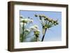 Green Drake Mayfly (Ephemera Danica) Newly Emerged on a Riverside Umbel Flowerhead in May-Nick Upton-Framed Photographic Print