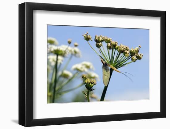 Green Drake Mayfly (Ephemera Danica) Newly Emerged on a Riverside Umbel Flowerhead in May-Nick Upton-Framed Photographic Print