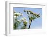 Green Drake Mayfly (Ephemera Danica) Newly Emerged on a Riverside Umbel Flowerhead in May-Nick Upton-Framed Photographic Print