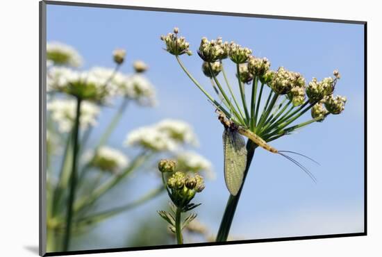 Green Drake Mayfly (Ephemera Danica) Newly Emerged on a Riverside Umbel Flowerhead in May-Nick Upton-Mounted Photographic Print