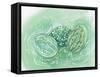 Green Eggs-Estelle Grengs-Framed Stretched Canvas