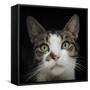 Green Eyes  2020  (photograph)-Ant Smith-Framed Stretched Canvas