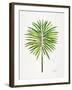 Green Fan Palm-Cat Coquillette-Framed Art Print