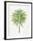 Green Fan Palm-Cat Coquillette-Framed Art Print