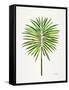 Green Fan Palm-Cat Coquillette-Framed Stretched Canvas