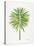 Green Fan Palm-Cat Coquillette-Stretched Canvas