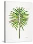 Green Fan Palm-Cat Coquillette-Stretched Canvas