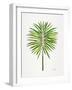 Green Fan Palm-Cat Coquillette-Framed Art Print