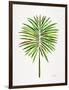 Green Fan Palm-Cat Coquillette-Framed Art Print