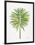 Green Fan Palm-Cat Coquillette-Framed Art Print