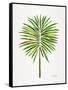 Green Fan Palm-Cat Coquillette-Framed Stretched Canvas