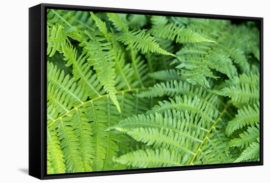 Green fern, USA-Lisa Engelbrecht-Framed Stretched Canvas