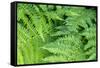 Green fern, USA-Lisa Engelbrecht-Framed Stretched Canvas