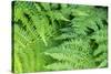 Green fern, USA-Lisa Engelbrecht-Stretched Canvas