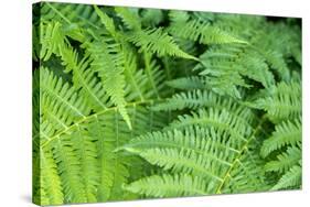 Green fern, USA-Lisa Engelbrecht-Stretched Canvas