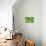 Green fern, USA-Lisa Engelbrecht-Photographic Print displayed on a wall