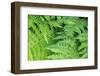 Green fern, USA-Lisa Engelbrecht-Framed Photographic Print