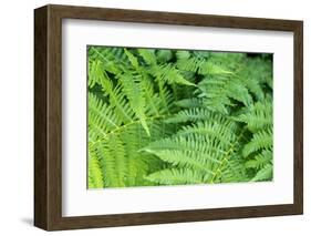 Green fern, USA-Lisa Engelbrecht-Framed Photographic Print