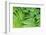Green fern, USA-Lisa Engelbrecht-Framed Photographic Print