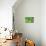 Green fern, USA-Lisa Engelbrecht-Mounted Photographic Print displayed on a wall