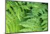 Green fern, USA-Lisa Engelbrecht-Mounted Photographic Print
