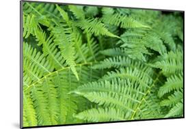 Green fern, USA-Lisa Engelbrecht-Mounted Photographic Print