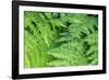 Green fern, USA-Lisa Engelbrecht-Framed Photographic Print