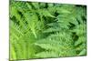 Green fern, USA-Lisa Engelbrecht-Mounted Photographic Print