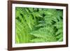 Green fern, USA-Lisa Engelbrecht-Framed Photographic Print