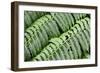 Green Fern-Incredi-Framed Giclee Print