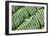 Green Fern-Incredi-Framed Giclee Print