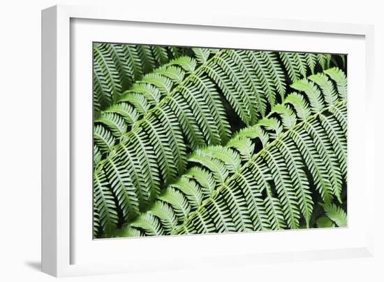 Green Fern-Incredi-Framed Giclee Print