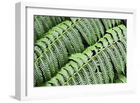 Green Fern-Incredi-Framed Giclee Print