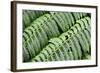 Green Fern-Incredi-Framed Giclee Print