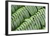 Green Fern-Incredi-Framed Giclee Print