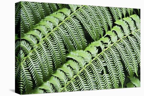 Green Fern-Incredi-Stretched Canvas