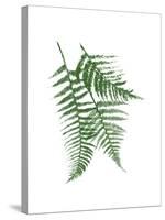 Green Ferns Mate-Jace Grey-Stretched Canvas