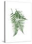 Green Ferns Mate-Jace Grey-Stretched Canvas