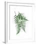 Green Ferns Mate-Jace Grey-Framed Art Print